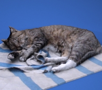 3D Photogrammetry capture